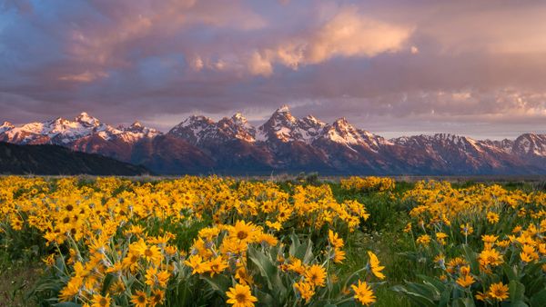 Balsamroot wildflowers bloom below the Teton Mountains in Grand Teton National Park, Wyoming, USA
