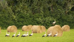 Cigognes blanches dans un champ de meules de foin (© Buchet Jean-marc/Wirestock/Adobe Stock)(Bing France)
