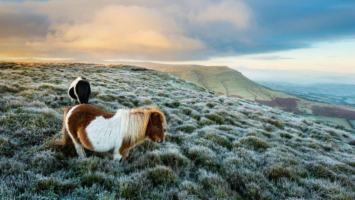 Wild ponies at Hay Bluff, Black Mountains, Brecon Beacons National Park, Wales