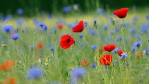 草地上的罂粟和矢车菊，德国北莱茵-威斯特法伦州 (© imageBROKER/Alamy)(Bing China)