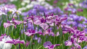 Un giardino di iris a Tokyo, Giappone (© M.Arai/Getty Images)(Bing Italia)