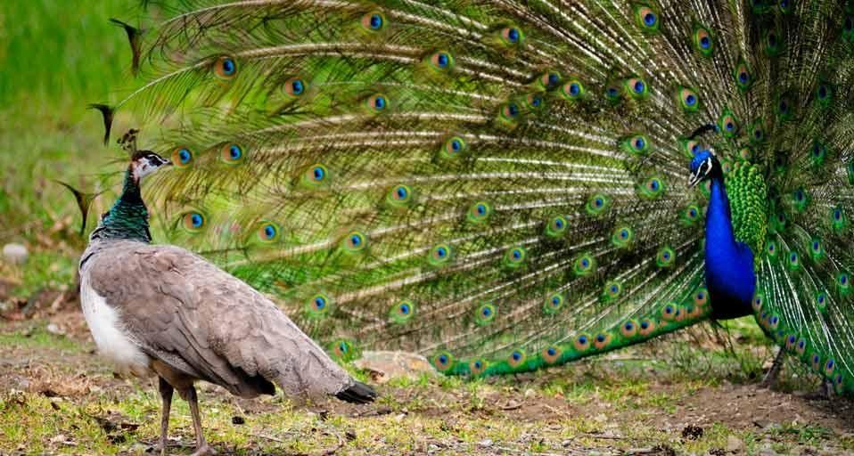 PeacockPair