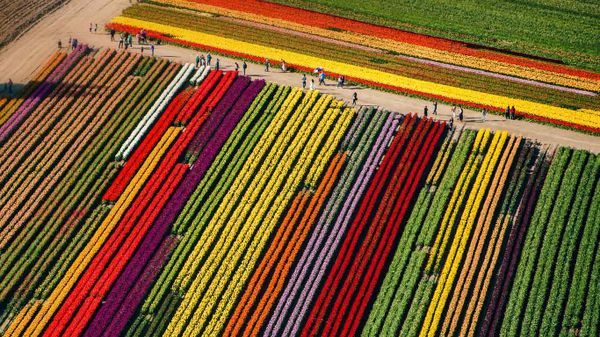 Tulip fields in bloom at Mount Vernon, Washington
