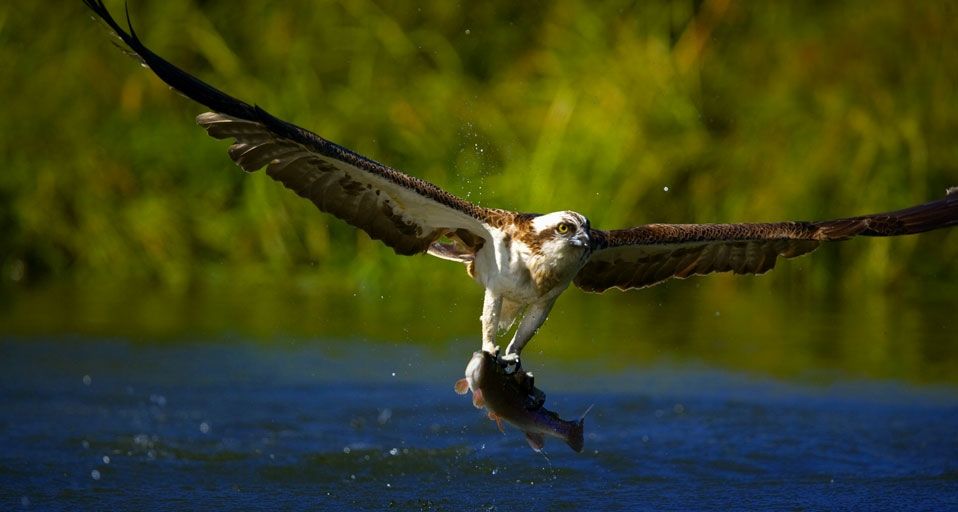 Osprey catching a fish in Finland