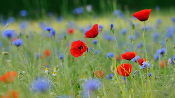 Meadow with common poppies and cornflowers, North Rhine-Westphalia, Germany