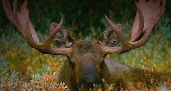 Alaska bull moose in Denali National Park, Alaska