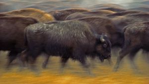 American bison near Fort Pierre, South Dakota (© Jim Brandenburg/Minden Pictures)(Bing New Zealand)