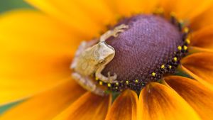 Spring peeper (Hyla crucifer) perched on a black-eyed Susan in a flower garden in Ontario (© Don Johnston/Alamy Stock Photo)(Bing Canada)