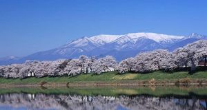 ｢一目千本桜｣宮城, 大河原町 (© Japan Travel Bureau/Photolibrary) &copy; (Bing Japan)