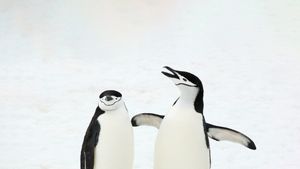 Pingüinos barbijo, Islas Sandwich del Sur, Océano Atlántico Sur (© Jan Vermeer/Minden Pictures)(Bing España)