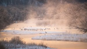 音羽橋から見る川霧に佇むタンチョウ, 北海道 阿寒郡 (© Natapong Supalertsophon/Getty Images)(Bing Japan)