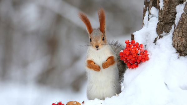 Eurasian red squirrel