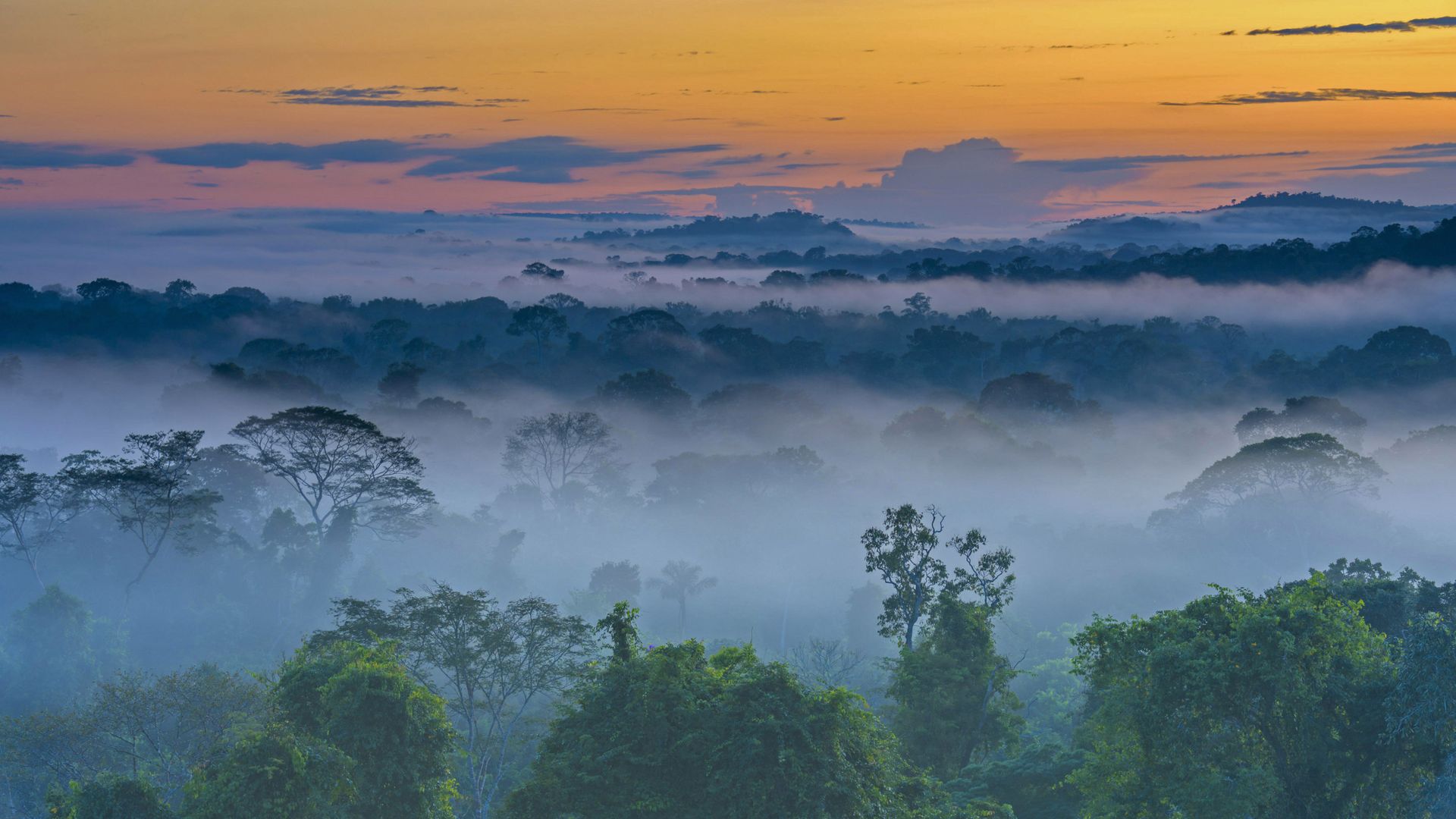 Amazon rainforest with fog in the morning near Alta Floresta, Mato Grosso, Brazil