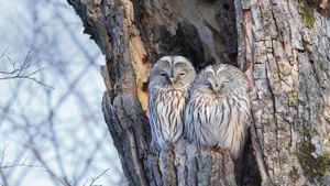 Pair of Ural owls in Hokkaido, Japan (© JTB Media Creation, Inc./Alamy)(Bing New Zealand)