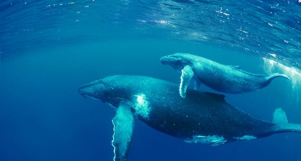 Whales