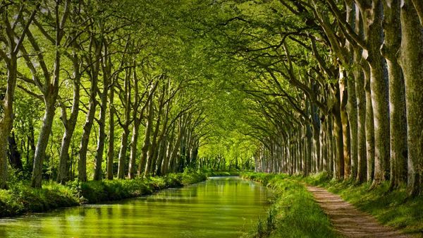 Late spring on the Canal du Midi in Toulouse, Haute-Garonne, Midi-Pyrénées, France