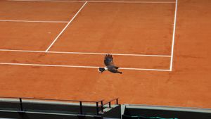 Faucon de Harris sur le court Suzanne-Lenglen, stade Roland-Garros, Paris (© Jacques Demarthon/Getty Images)(Bing France)