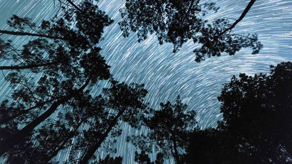 Trainée d’étoiles depuis les racines d’un bosquet de pins en Dordogne