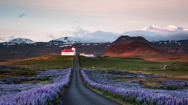 Campi di lupini e una chiesa all'alba, penisola di Snæfellsnes, Islanda