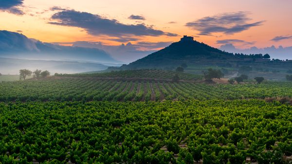 Viñedo con el castillo de Davalillo de fondo al amanecer en San Asensio, La Rioja, España