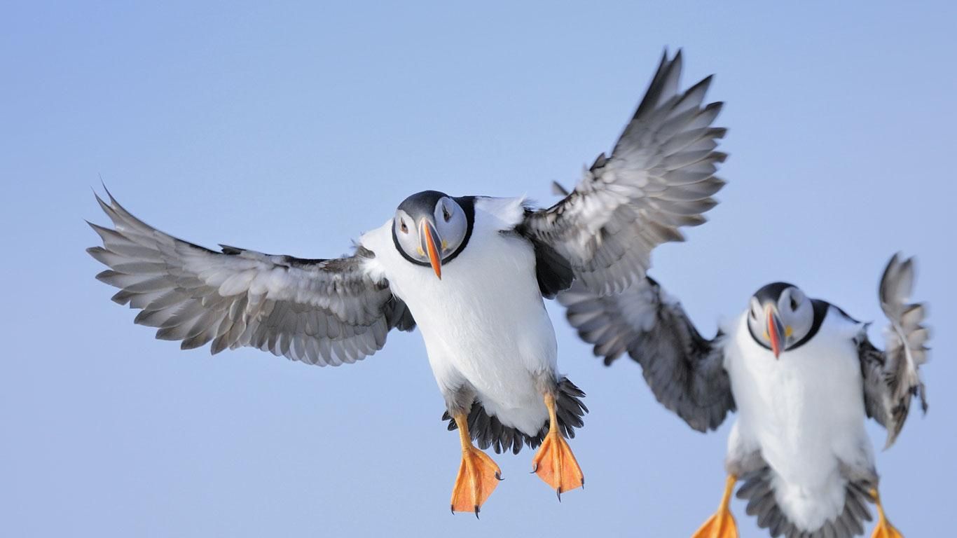 Atlantic puffin (Fratercula arctica)