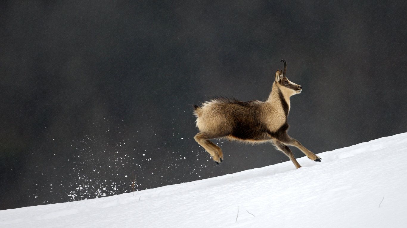 Chamois (Rupicapra pyrenaica), National Park of Pyrenees, France