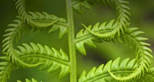 刚刚长出新叶子的蕨类植物，它看上去生机勃勃 -- Don Johnston/age fotostock &copy; (Bing China)
