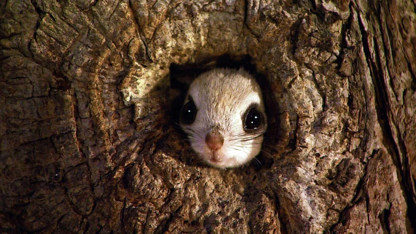 Japanese dwarf flying squirrel in Rishiri-Rebun-Sarobetsu National Park, Japan