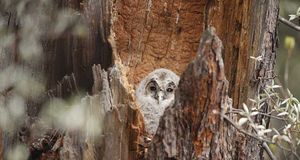 Ural Owl -- Hirose Photo Office/Aflo/Photlibrary &copy; (Bing New Zealand)