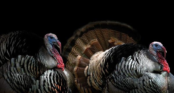 Two wild turkeys in a field