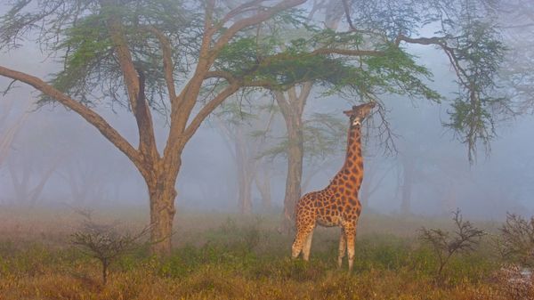 Rothschild\'s giraffe in Lake Nakuru National Park, Kenya