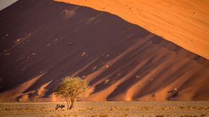 Dunes de Sossusvlei, désert du Namib, Namibie (© Airpano/Amazing Aerial Agency)(Bing France)