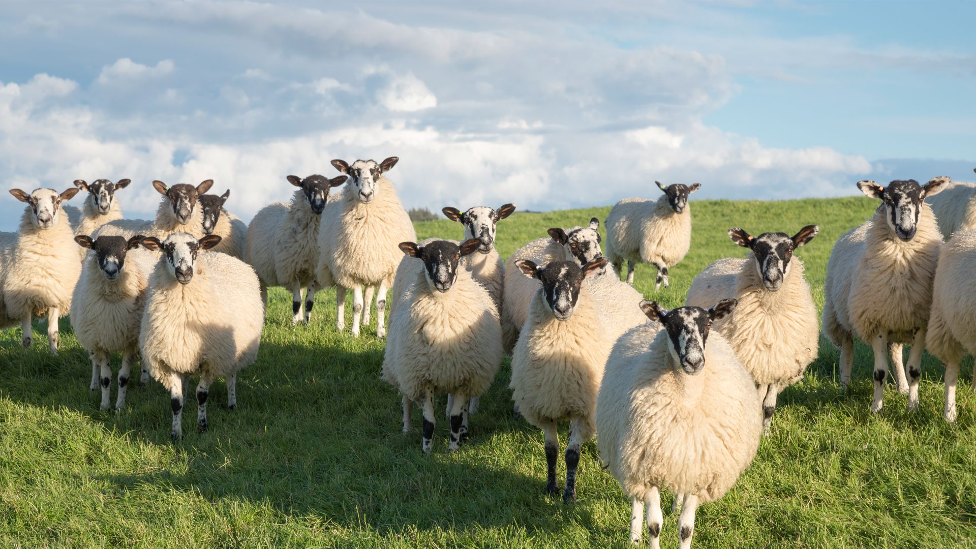 Gregge di pecore di Swaledale nel North Yorkshire, Inghilterra