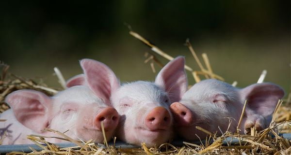 Drei Ferkel schlummern zufrieden im Stroh