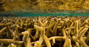 Staghorn coral, Great Barrier Reef, off the coast of Australia -- Frans Lanting/Corbis &copy; (Bing Australia)