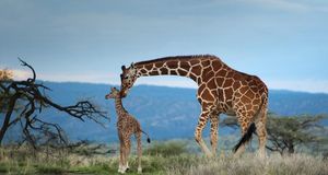 长颈鹿妈妈与它的孩子 (© Pete Mcbride/National Geographic/Getty Images) &copy; (Bing China)