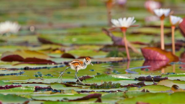 African jacana chick in Chobe National Park, Botswana