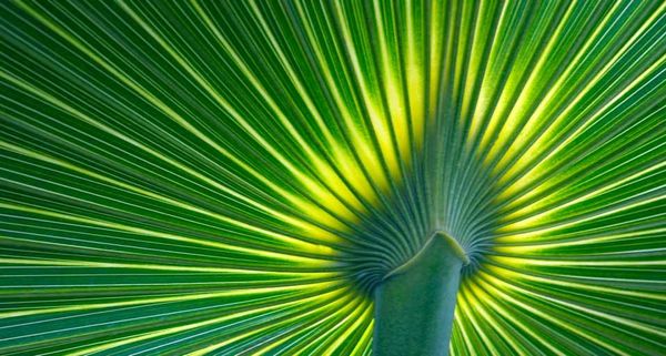PalmFrond