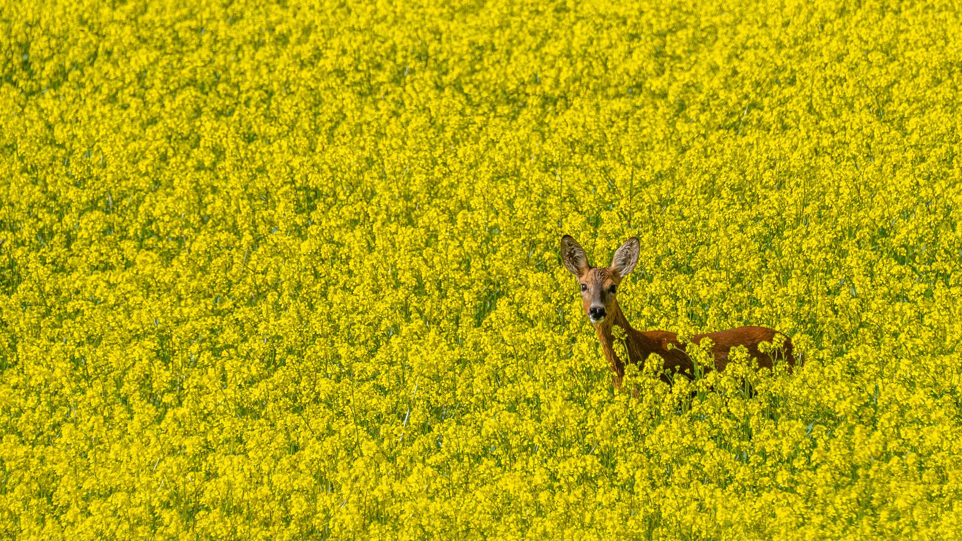 Une biche dans un champ de colza, lac de Serre-Ponçon, Chorges, Hautes-Alpes, France