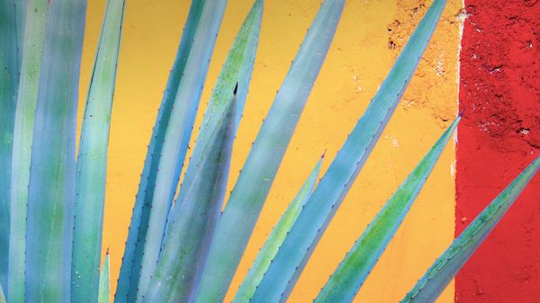 Henequen agave in Yucatan Peninsula, Mexico