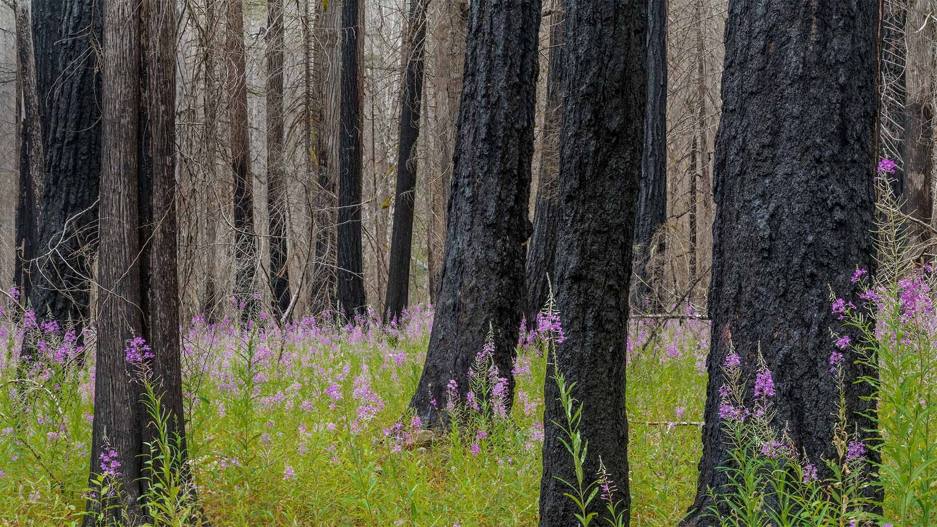 Fireweed in North Cascades National Park in Washington state