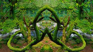 爱尔兰基拉尼国家公园内被苔藓覆盖的树木的镜像照片 (© Derek Harris/Alamy)(Bing China)