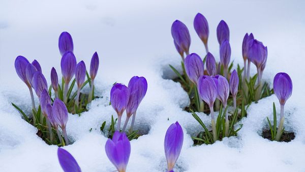 Crocus flowers