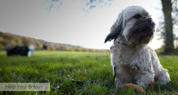 AllDogsMatter