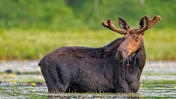 Moose snacking on water lilies in Millinocket, Maine