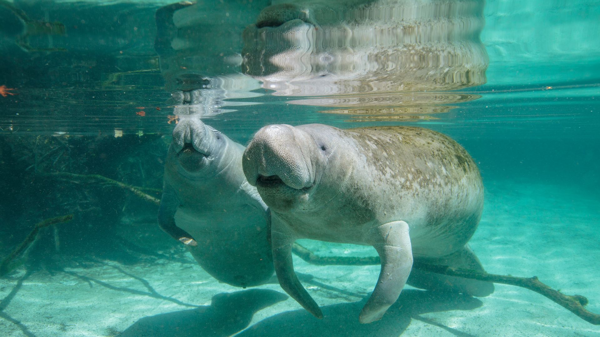 Mother manatee and calf, Crystal River, Florida, United States