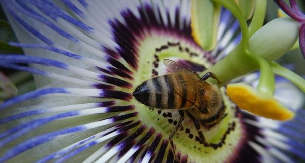 PassionBee