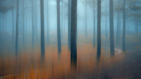Fichtenwald im Nebel, Zentrales Hochland, Vietnam