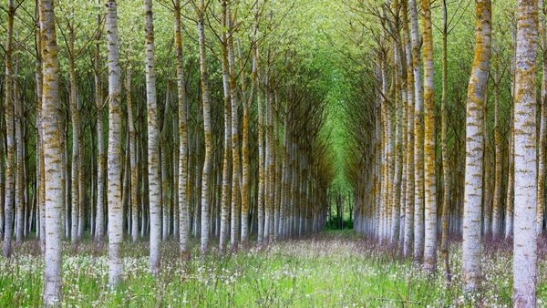Forêt de bouleaux, Bourgogne