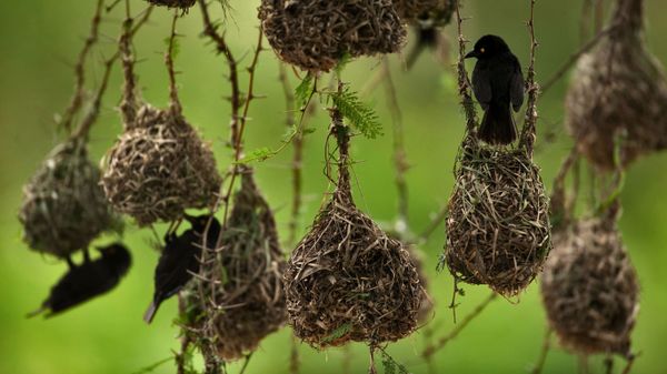 Weaver birds in Queen Elizabeth National Park, Uganda